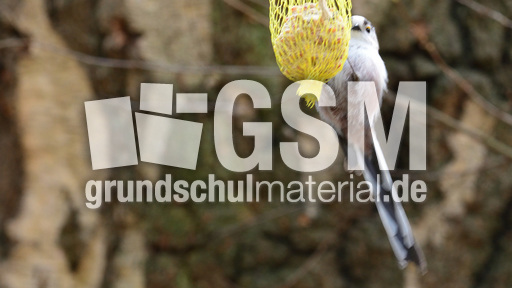 Schwanzmeise (01).jpg